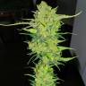 заказать на сайте семена конопли Auto Super Lemon Haze feminised заказать на сайте семена конопли Auto Super Lemon Haze feminised