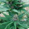 семена конопли Москва CBD Himalaya Gold feminised семена конопли Москва CBD Himalaya Gold feminised