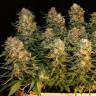 автоцветущие семена конопли Auto Karatal feminised Bang Seeds автоцветущие семена конопли Auto Karatal feminised Bang Seeds