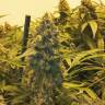 Orange Skunk regular Ganja Seeds