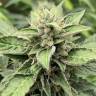 семена конопли индика Orange Skunk regular Ganja Seeds