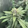 семена конопли для посадки купить Orange Skunk regular Ganja Seeds