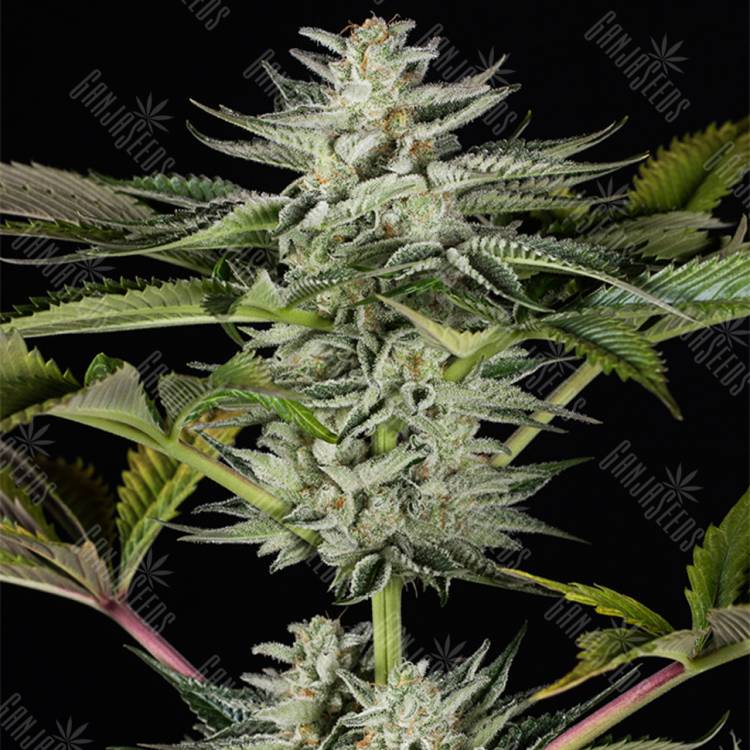 хорошие семена конопли Ocean Grown Cookies feminised Dinafem Seeds хорошие семена конопли Ocean Grown Cookies feminised Dinafem Seeds