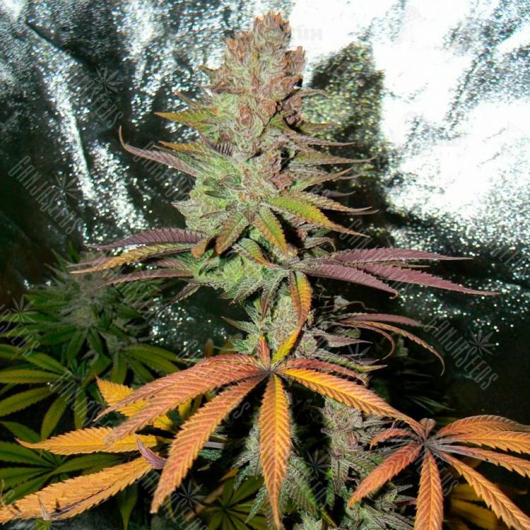 купить семена конопли Blueberry Cheesecake feminised Female Seeds купить семена конопли Blueberry Cheesecake feminised Female Seeds
