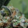 заказ семян конопли Спб Blueberry Cheesecake feminised Female Seeds заказ семян конопли Спб Blueberry Cheesecake feminised Female Seeds