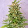 семена конопли в интернете Auto Ginger Punch feminised Kannabia Seeds семена конопли в интернете Auto Ginger Punch feminised Kannabia Seeds