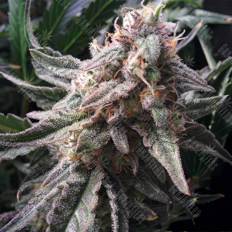 семена конопли для выращивания Auto Ginger Punch feminised Kannabia Seeds семена конопли для выращивания Auto Ginger Punch feminised Kannabia Seeds