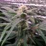 семена конопли аутдор Auto Ginger Punch feminised Kannabia Seeds семена конопли аутдор Auto Ginger Punch feminised Kannabia Seeds
