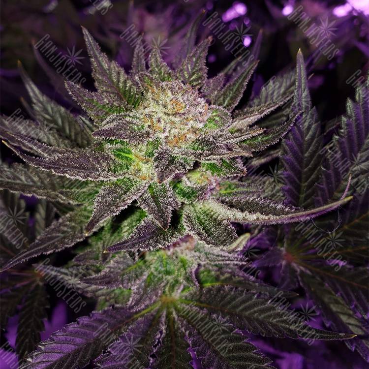 семена конопли в оригинальных упаковках Pure Power Plant feminised Nirvana Seeds семена конопли в оригинальных упаковках Pure Power Plant feminised Nirvana Seeds