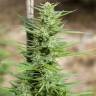 семена индийской конопли Early Maroc feminised Philosopher Seeds