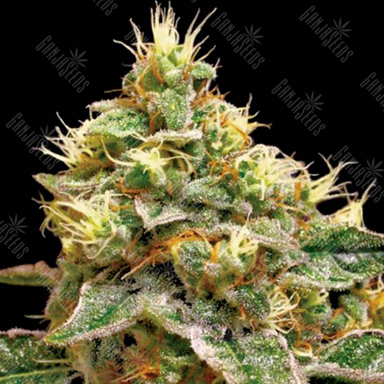 семена конопли с доставкой Confidential Cheese feminised Reserva Privada семена конопли с доставкой Confidential Cheese feminised Reserva Privada