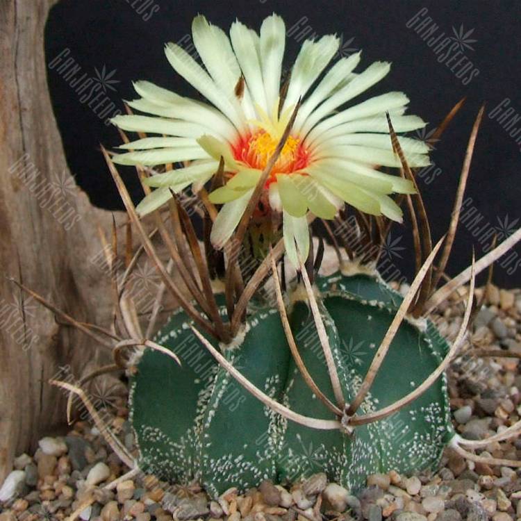Семена кактусов Astrophytum crassispinum MZ 571 Семена кактусов Astrophytum crassispinum MZ 571
