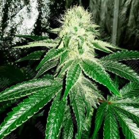 Auto AK feminised GanjaLiveSeeds
