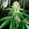 Семена конопли Auto AK feminised GanjaLiveSeeds Семена конопли Auto AK feminised GanjaLiveSeeds