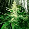 Качественные семена марихуаны Auto AK feminised GanjaLiveSeeds Качественные семена марихуаны Auto AK feminised GanjaLiveSeeds