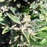 Семена конопли заказать Auto AK feminised GanjaLiveSeeds Семена конопли заказать Auto AK feminised GanjaLiveSeeds