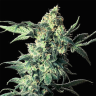 хорошие семена конопли Northern Lights feminised