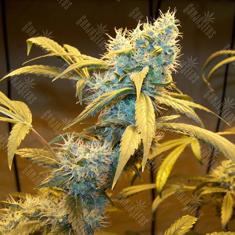 заказать на сайте семена конопли Northern Lights feminised заказать на сайте семена конопли Northern Lights feminised