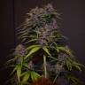 урожайные семена конопли Auto Blackberry Kush feminised урожайные семена конопли Auto Blackberry Kush feminised