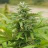 семена конопли для курения Original Afghani regular Ganja Seeds семена конопли для курения Original Afghani regular Ganja Seeds