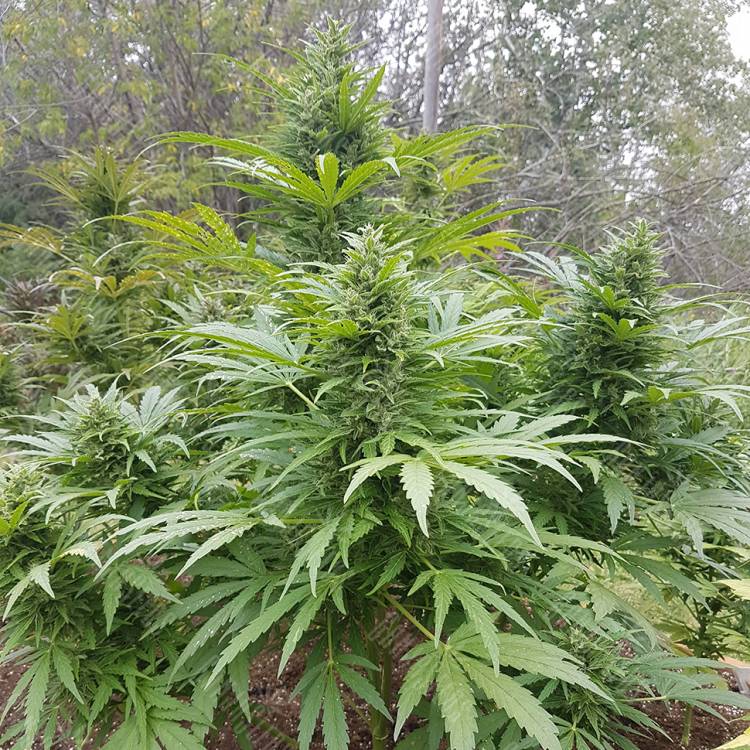 семена конопли марихуаны Original Afghani regular Ganja Seeds семена конопли марихуаны Original Afghani regular Ganja Seeds
