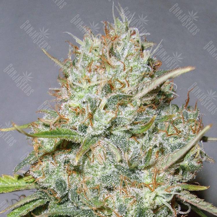 семена конопли для выращивания Shark Widow feminised Advanced Seeds семена конопли для выращивания Shark Widow feminised Advanced Seeds