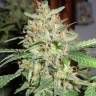 заказать качественные семена конопли BubbleGummer feminised Female Seeds заказать качественные семена конопли BubbleGummer feminised Female Seeds