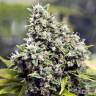 где можно заказать семена конопли BubbleGummer feminised Female Seeds где можно заказать семена конопли BubbleGummer feminised Female Seeds
