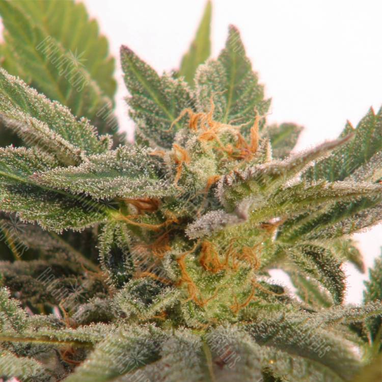 семена конопли с доставкой Auto Kritic feminised Kannabia Seeds семена конопли с доставкой Auto Kritic feminised Kannabia Seeds