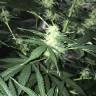 семена конопли интернет магазин Auto Kritic feminised Kannabia Seeds семена конопли интернет магазин Auto Kritic feminised Kannabia Seeds