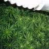 заказ семян конопли Pre-99 Big Bud feminised Nirvana Seeds