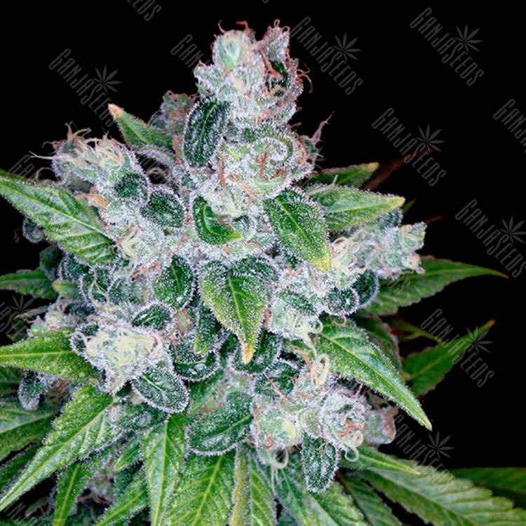 семена индийской конопли Kandy Kush feminised Reserva Privada семена индийской конопли Kandy Kush feminised Reserva Privada