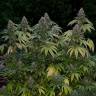 мощные семена конопли Kandy Kush feminised Reserva Privada мощные семена конопли Kandy Kush feminised Reserva Privada