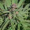 заказ семян конопли Москва Serious 6 feminised Serious Seeds