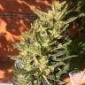 Семена каннабиса Auto Colorado Cookies feminised GanjaLiveSeeds Семена каннабиса Auto Colorado Cookies feminised GanjaLiveSeeds