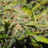 семена конопли почтой Top Skunk 44 regular