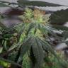 семена конопли дешево Black Domina x G13 feminised семена конопли дешево Black Domina x G13 feminised