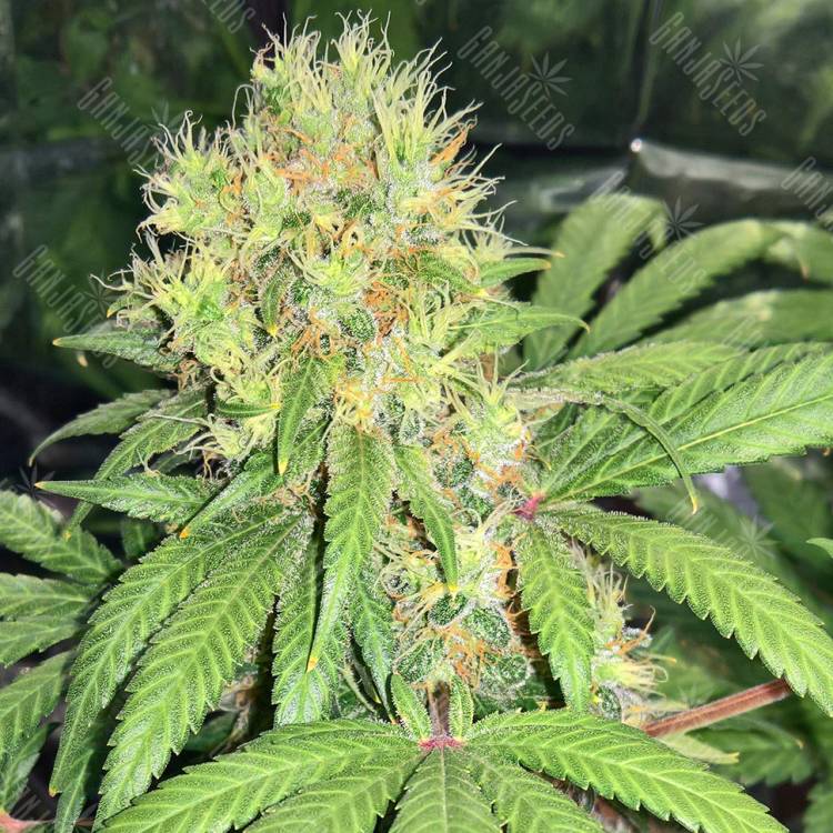 семена конопли интернет магазин Skunk №1 feminised семена конопли интернет магазин Skunk №1 feminised