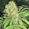 семена конопли интернет магазин Skunk №1 feminised семена конопли интернет магазин Skunk №1 feminised