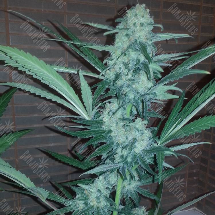 семена конопли аутдор Auto Exodus Cheese CBD feminised семена конопли аутдор Auto Exodus Cheese CBD feminised