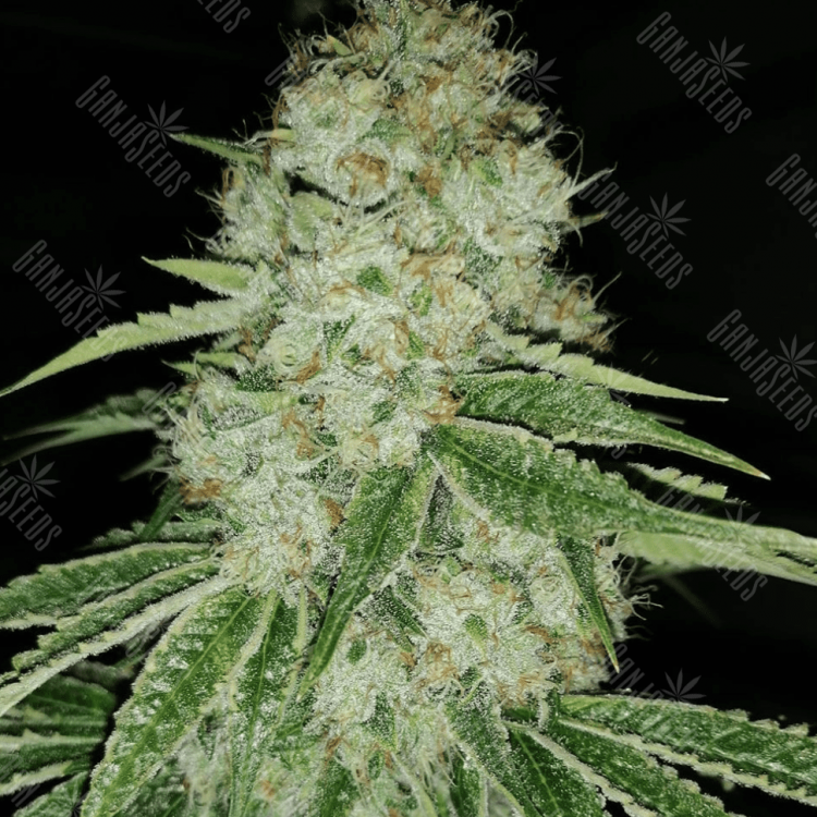 Purps #1 feminised Dinafem Seeds Purps #1 feminised Dinafem Seeds