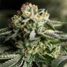 семена конопли индика Remo Chemo feminised Dinafem Seeds