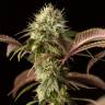 семена конопли курьером Remo Chemo feminised Dinafem Seeds