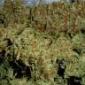 семена индийской конопли C 99 feminised Female Seeds