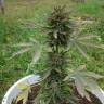 семена конопли f1 в оригинальной упаковке Auto Kickass feminised Kannabia Seeds семена конопли f1 в оригинальной упаковке Auto Kickass feminised Kannabia Seeds