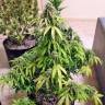 семена конопли феминизированные Auto Kickass feminised Kannabia Seeds семена конопли феминизированные Auto Kickass feminised Kannabia Seeds