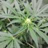 урожайные семена конопли Auto Kickass feminised Kannabia Seeds урожайные семена конопли Auto Kickass feminised Kannabia Seeds