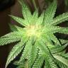 семена конопли феминизированные Kosher Kush feminised Reserva Privada семена конопли феминизированные Kosher Kush feminised Reserva Privada