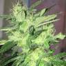 качественные семена конопли Kosher Kush feminised Reserva Privada качественные семена конопли Kosher Kush feminised Reserva Privada