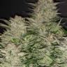 Auto Nefertiti feminised Ganja Seeds Auto Nefertiti feminised Ganja Seeds